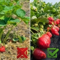 Agrowłóknina agrotkanina czarna mata antychwastowa UV 3% 90 g 3,2 x 20 m